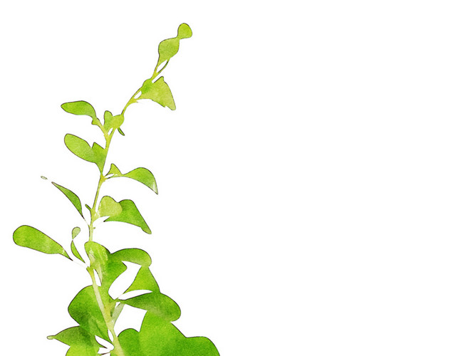 绿色手绘植物水彩插画素材
