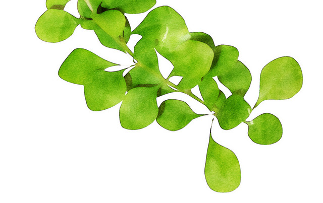 绿色手绘植物水彩插画素材