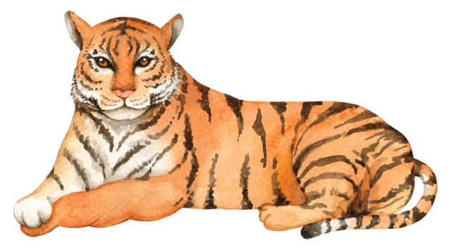 彩色手绘动物老虎水彩插画