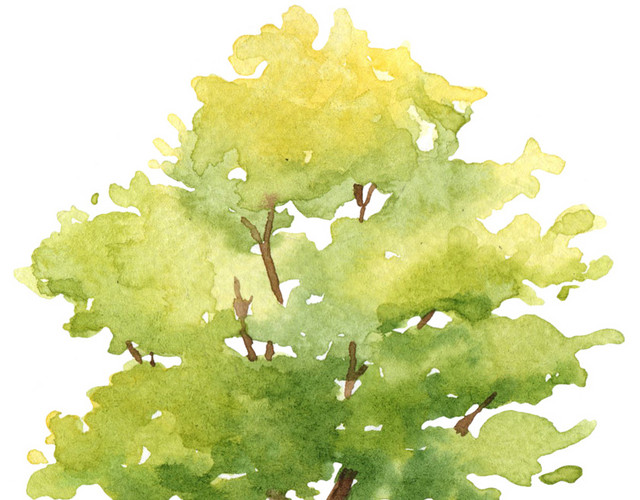 绿色清新树木水彩插画