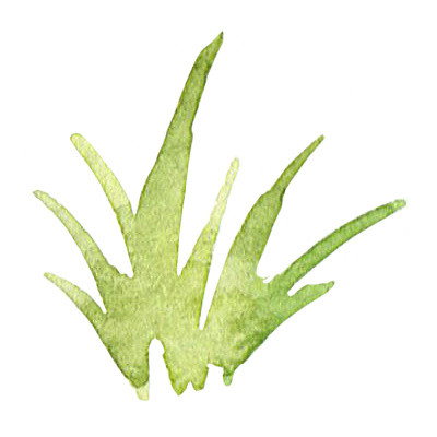 绿色清新小草水彩插画