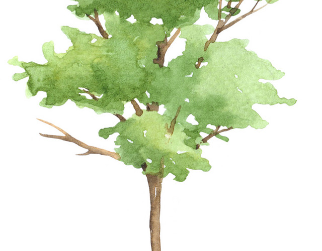 绿色清新树木水彩插画素材