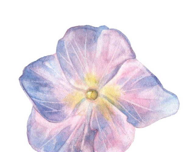 紫色水彩手绘花朵素材