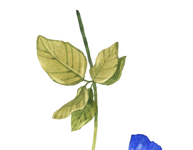 蓝色水彩手绘牵牛花素材