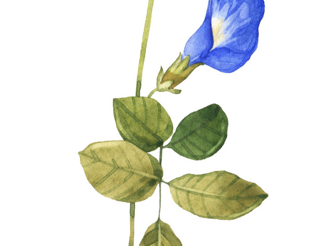 蓝色水彩手绘牵牛花素材