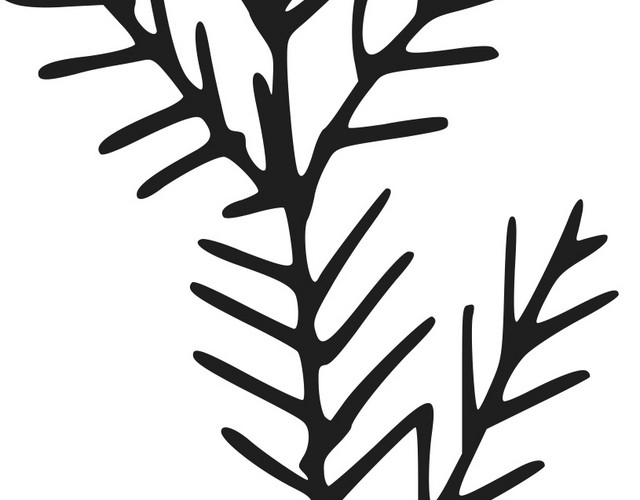 黑色线条手绘植物