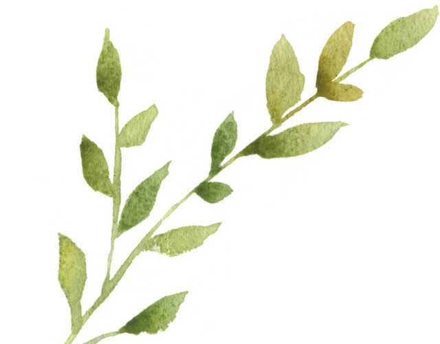 绿色手绘水彩植物叶子