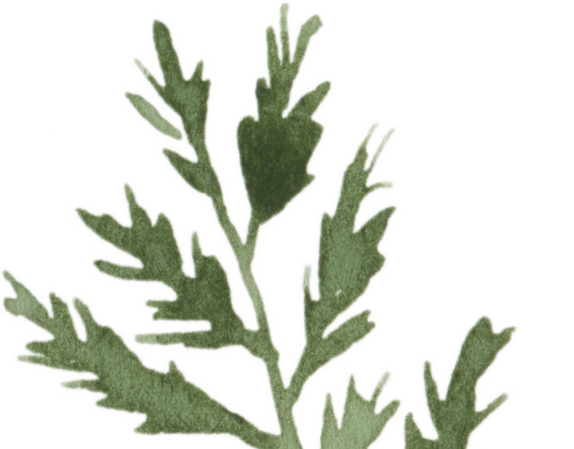 绿色手绘水彩植物叶子