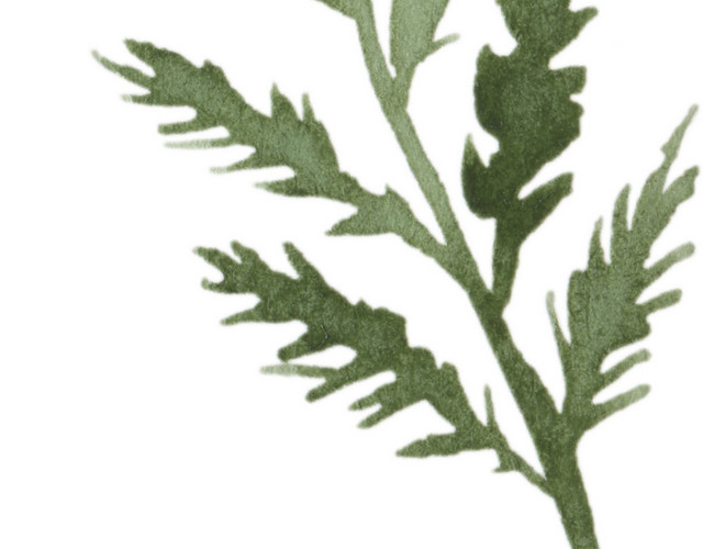 绿色手绘水彩植物叶子