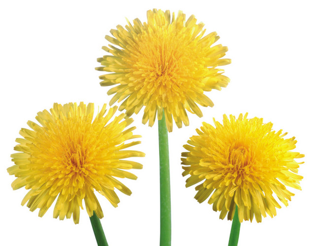 菊花涂鸦彩绘矢量图素材