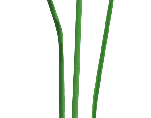 菊花涂鸦彩绘矢量图素材