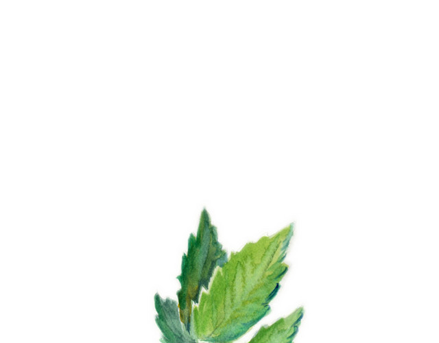薄荷绿叶彩绘涂鸦矢量图素材
