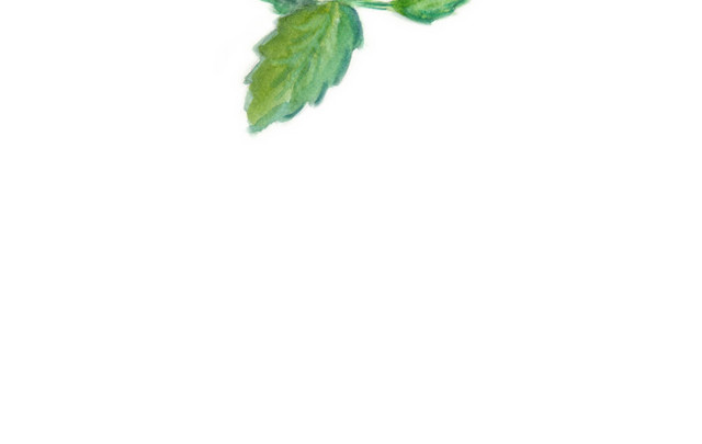薄荷绿叶彩绘涂鸦矢量图素材