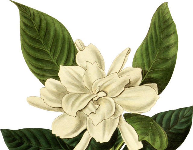花朵叶子彩绘涂鸦矢量图素材