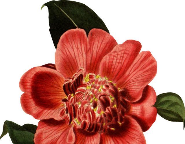 花朵叶子彩绘涂鸦矢量图素材