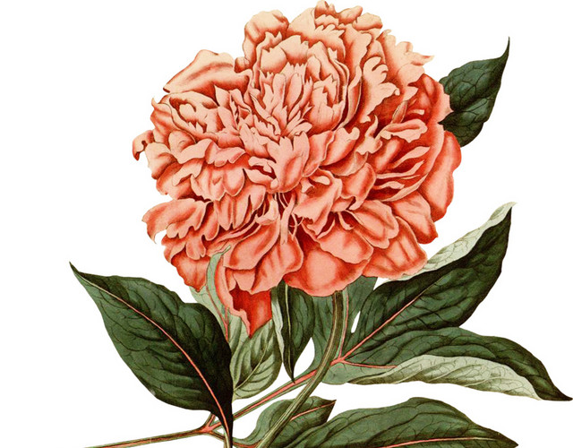 花朵叶子彩绘涂鸦矢量图素材