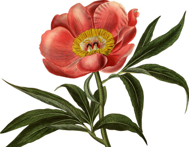 花朵叶子彩绘涂鸦矢量图素材