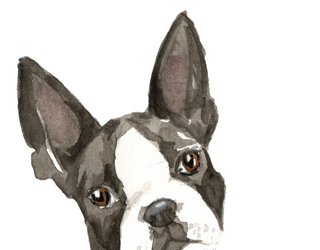 斗牛犬涂鸦彩绘矢量图素材