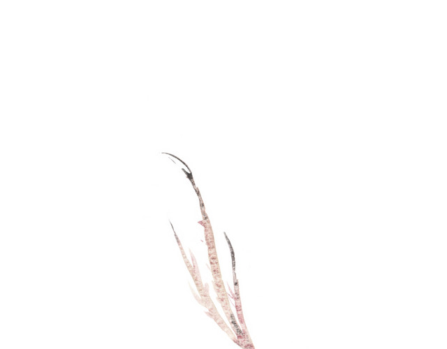 粉色水彩芦苇免抠素材
