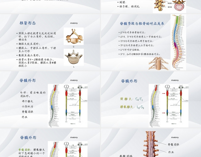 白蓝色清新风课件脊髓损伤PPT模板