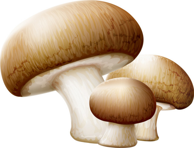 蔬菜菌类食物矢量图