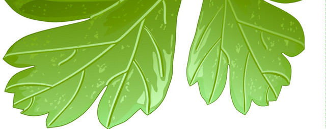 绿色蔬菜香菜矢量图
