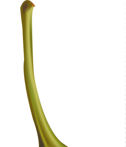 红色辣椒矢量元素