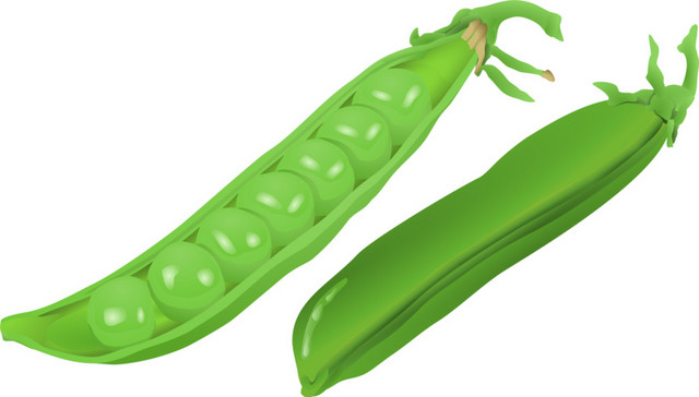绿色四季豆矢量元素