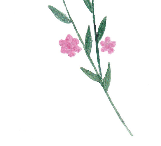 粉红色墨痕花朵植物素材