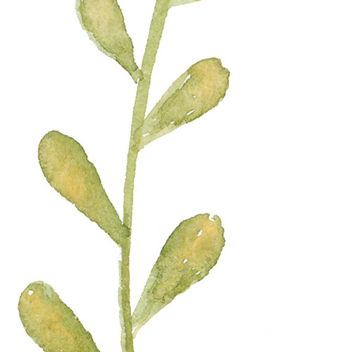 嫩绿色墨痕手绘叶子植物素材