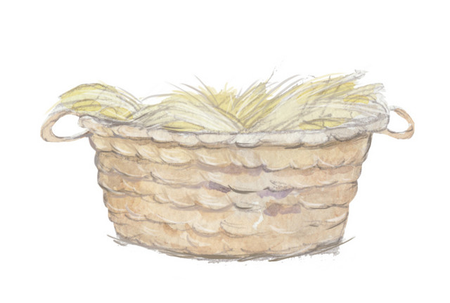 水彩手绘插画