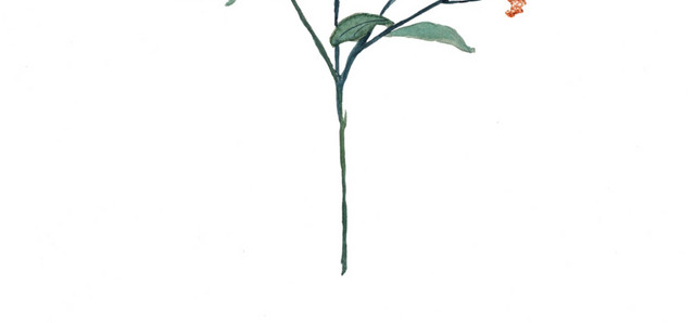 桂花花枝素材