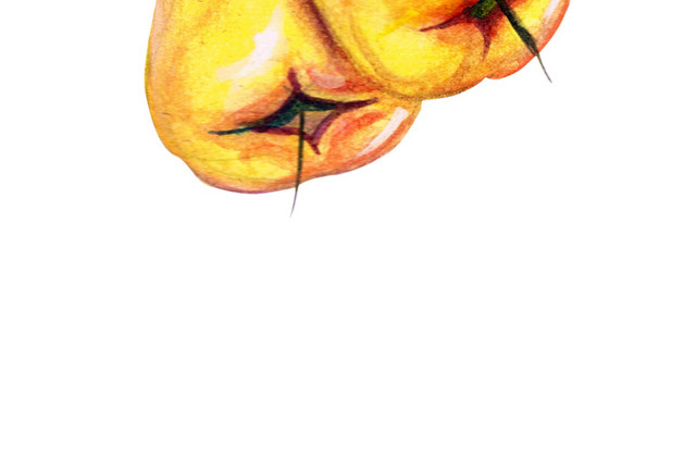 莲雾矢量图