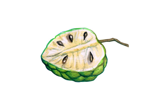 菩提果矢量图