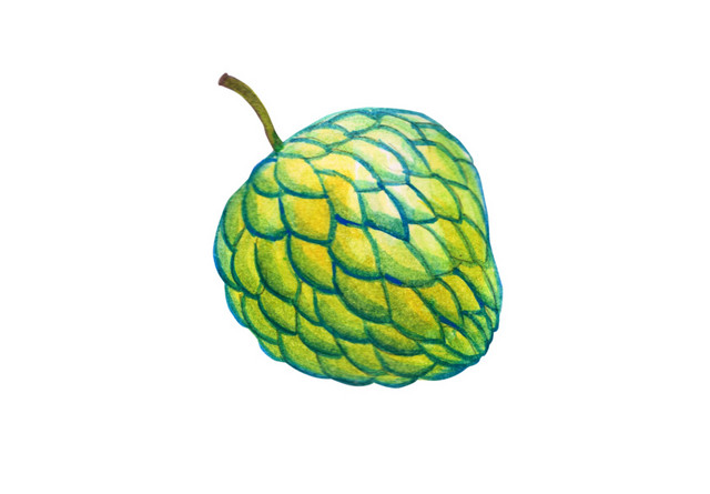 绿色菩提果