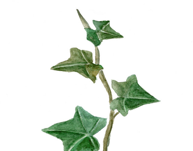 牵牛花叶子
