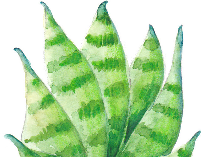 绿色植物素材下载