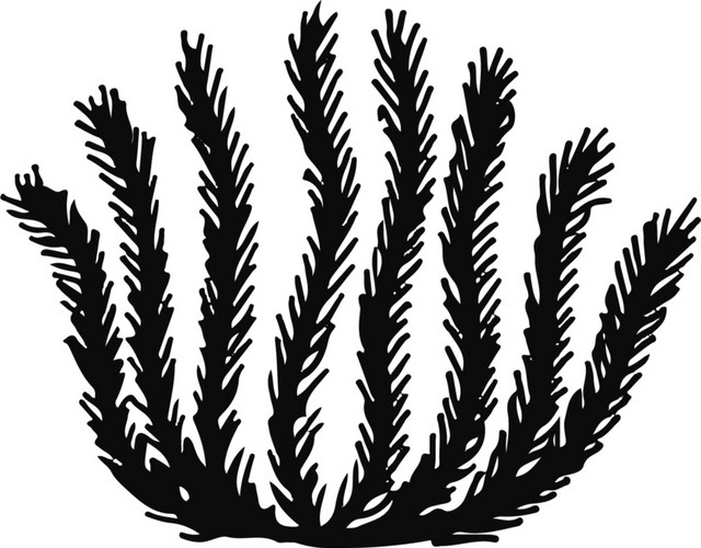 黑色海草矢量图