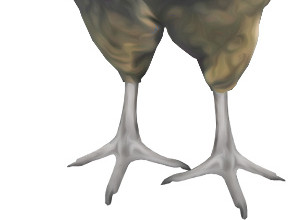 鸡
