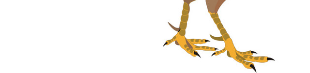 鸡