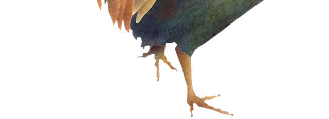 鸡