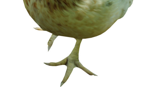 鸡