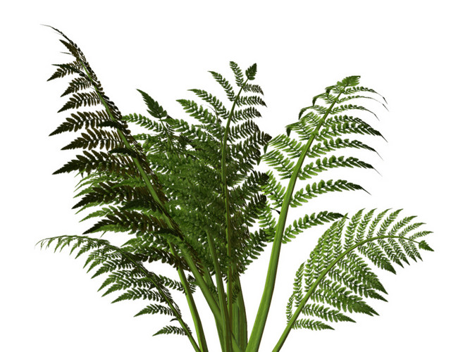 手绘绿色植物叶子
