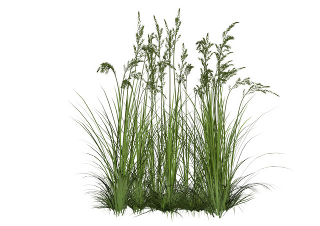 绿色清新植物草素材