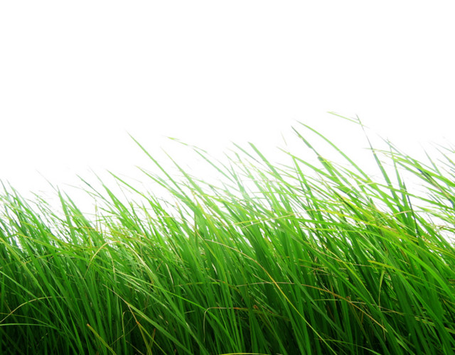 绿色清新植物草素材