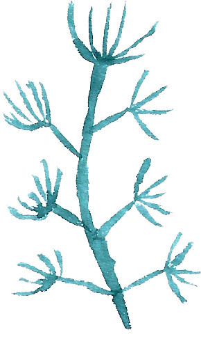 水彩叶子植物素材