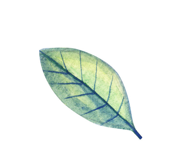水彩叶子植物素材