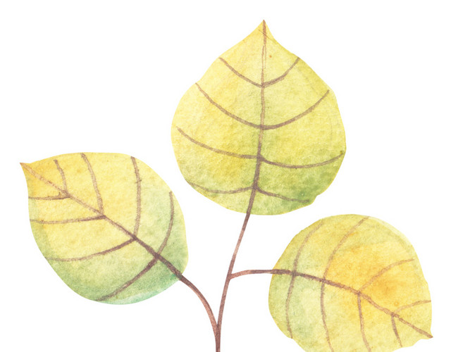 水彩叶子植物素材