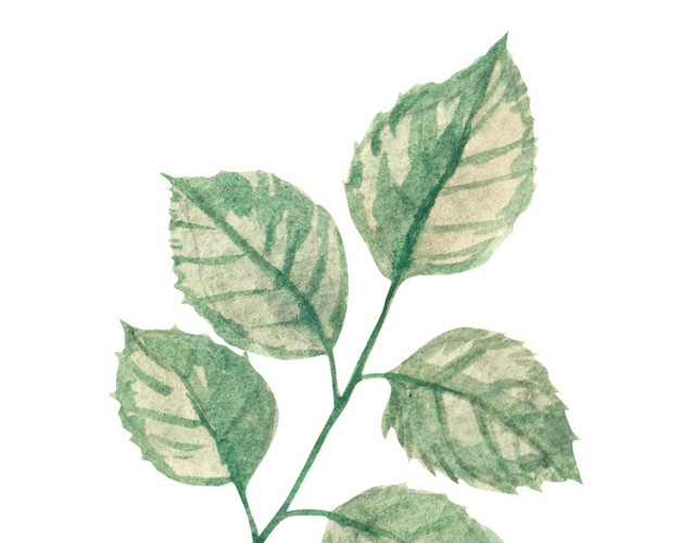 水彩叶子植物素材