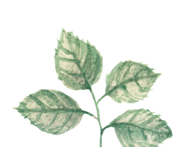 水彩叶子植物素材